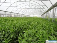 Lilie_w tunelu zblokowanym_gospodarstwo Krolik_Miedzynarodowe Targi Tulipanow