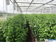 Gospodarstwo Krolik_Miedzynarodowe Targi Tulipanow 2016_Chrzypsko Wielkie_plantacja lilii w szklarni_odm Sorbonne