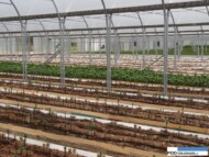 Gospodarstwo Krolik_Miedzynarodowe Targi Tulipanow 2016_Chrzypsko Wielkie_plantacja lilii w tunelu zblokowanym