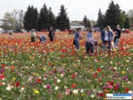 _Miedzynarodowe Targi Tulipanow_Chrzypsko Wielkie 2016