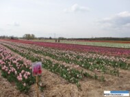 plantacja tulipanow w Chrzypsku_zagony z odmianami poświęconymi znanym Polakom (na 1. planie odmiana 'Jolanta Kwaśniewska'