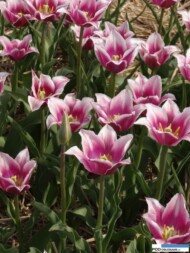 Odmiana 'Maytime_Miedzynarodowe Targi Tulipanow_Chrzypsko Wielkie 2016