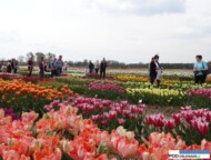 Miedzynarodowe Targi Tulipanow_Chrzypsko Wielkie 2016