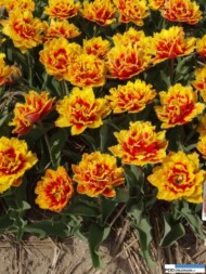 Tulipan_Fringed Beauty_Chrzypsko Wielkie 2016