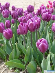 Tulipan_PurpleFlag_Chrzypsko Wielkie 2016