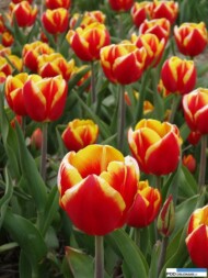 Tulipan_Dow Jones_Chrzypsko Wielkie 2016