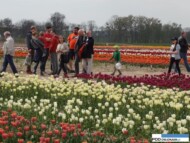 _Miedzynarodowe Targi Tulipanow_Chrzypsko Wielkie 2016