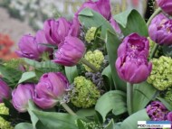 Tulipan Bronislaw Komorowski