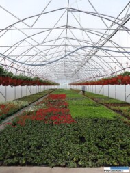 Tunel_z firmy Farmer_z roslinami balkonowymi_Nemesia_Gorczak