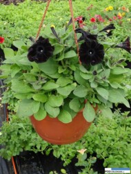 Petunia_Black-Ray_Nemesia_Gorczak_Wydorowo_2016