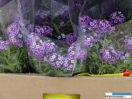 Lobularia_Princess-in Purple_Wydorowo_2016