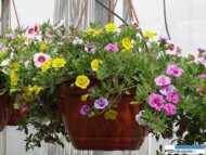 Calibrachoa MiniFamous Double_Gorczak_Wydorowo 2016