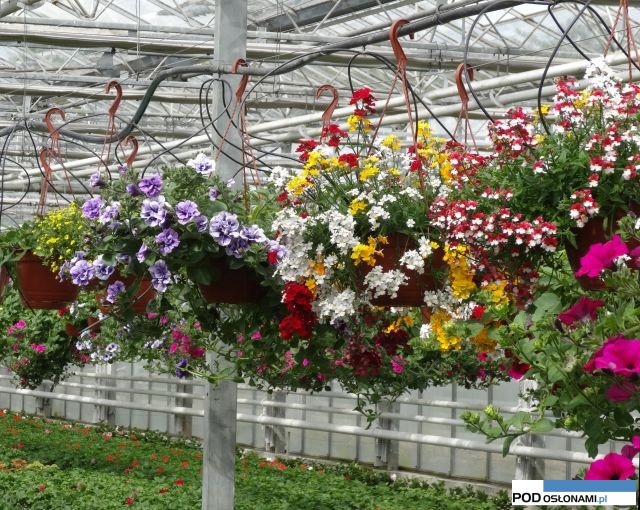 Balkonowo-rabatowe_Gorczak_Wydorowo