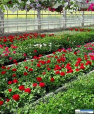 Pelargonia_Caliope_Gorczak Wydorowo