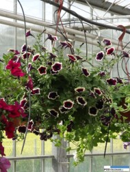 Petunia_Cascadias Rim Magenta _Nemesia_Gorczak_Wydorowo_2016