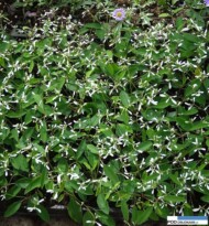 Chamaesyce hypericifolia_Euphorbia Diamond Frost_Nemesia_Gorczak_Wydorowo_2016