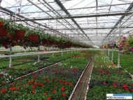 Gospodarstwo_Nemesia_Gorczak_Wydorowo_maj 2016