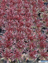 Gaura_lindheimeri_Wydorowo_maj 2016