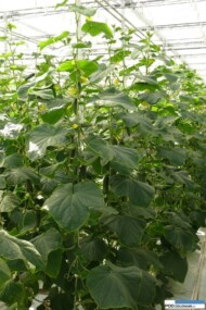 Ogórek Kybria F1 - odmiana przeznaczona jest wyłącznie do uprawy szklarniowej i tunelowej