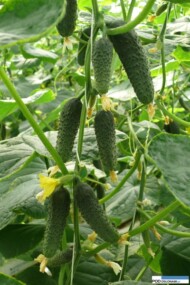 Wyrównane owoce Kybria F1