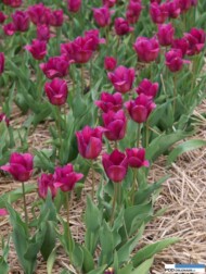 Tulipan Anna Komorowska_Chrzypsko Wielkie 2016