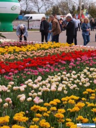 Rabata z tulipanow pelnokwiatowych_gospodarstwo Krolik_Miedzynarodowe Targi Tulipanow_Chrzypsko Wielkie
