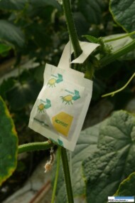 Amblyseius swirskii w saszetkach - roztocz, który zwalcza wciornastki i mączliki