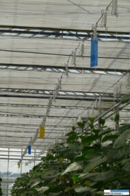 Tablice lepowe służące do wyłapywania szkodników