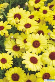 ArgyranthemumGrandaisyYellow