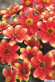 DahliaDahlegriaRedYellowBicolor