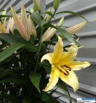 Lilia_Tollo_World Breeding_OT_Dutch Lily Days 2016