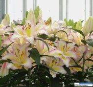 Lilia Captain Tricolore_OR_Marklily_Dutch Lily Days 2016