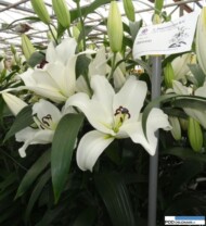 Lilia Saronno_OT_Steenvoorden_dobraliczba pakow na pedzie_Dutch Lily Days 2016