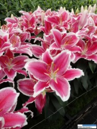 Lilia_Lampone_OR_GAV_Dutch Lily Days 2016
