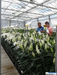 Lilia_Santander_BOT_Dutch Lily Days 2016