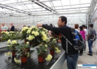 DummenOrange by Fides_FlowerTrials 2016