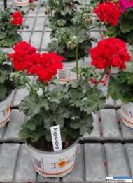 pelargonium_zonale_Toscana_Alexandra_Florensis_FlowerTrials-2016