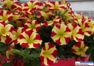 Petunia Amore Queen of Hearts