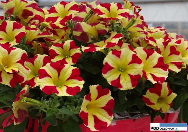 Petunia Amore Queen of Hearts