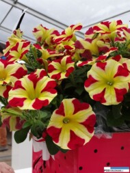 Petunia_Amore_Queen-of-Hearts