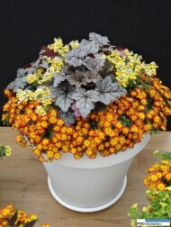 FlowerTrials 2016_Mix__BidensBlazingGlory_HeucheraKira_Nemesia_Danziger