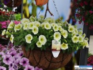 PetuniaEasy WaveYellow_PanAmerican Seed