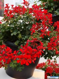Pelargonium_peltatum_SuperCascade_Red_Syngenta_FlowerTrials-2016