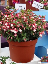 Fuchsia Jollies_Orleans_Brandkamp