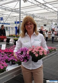GillCorless_Sakata_petunia_ShikkuCollection_RoseStar_Starfish_FlowerTrials 2016