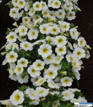 Calibrachoa_MiniFamous_Compact_WhiteYellowEye_Selecta