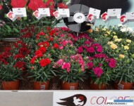 Dianthus_Colores_Selecta_one
