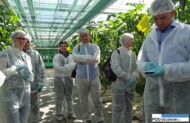 Wizyta w jednej ze szklarni we francuskiej firmie Cheminant - produkcja ogórków długoowocowych