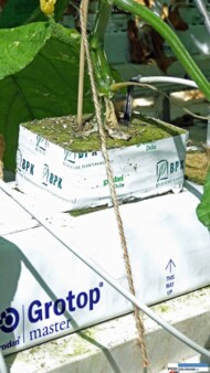 Rozsada pochodzi z belgijskiej firmy BPK (Belgishe PlantKwekerij), uprawa prowadzona jest w matach Grotop Master
