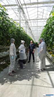 Wizyta u francuskiego producenta pomidorów SCEA Serres de Goulaine, w miejscowości Basse Goulaine w rejonie Nantes, w środku współwłaściciel gospodarstwa - Vincent Olivon, w uprawie używane są nawozy Mikromix Bentley z firmy Tradecorp